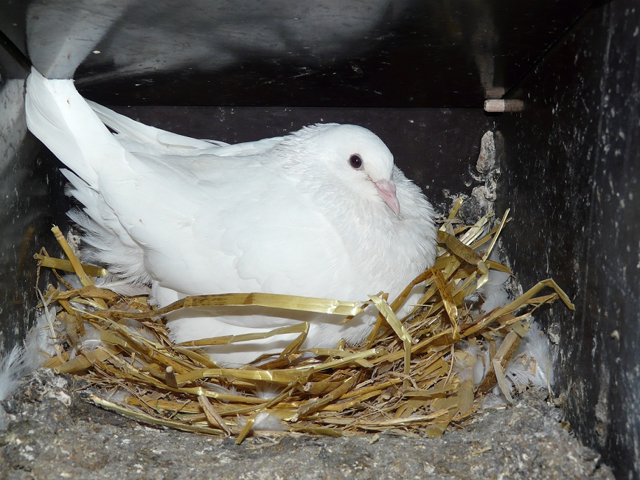 Pigeon reproducteur